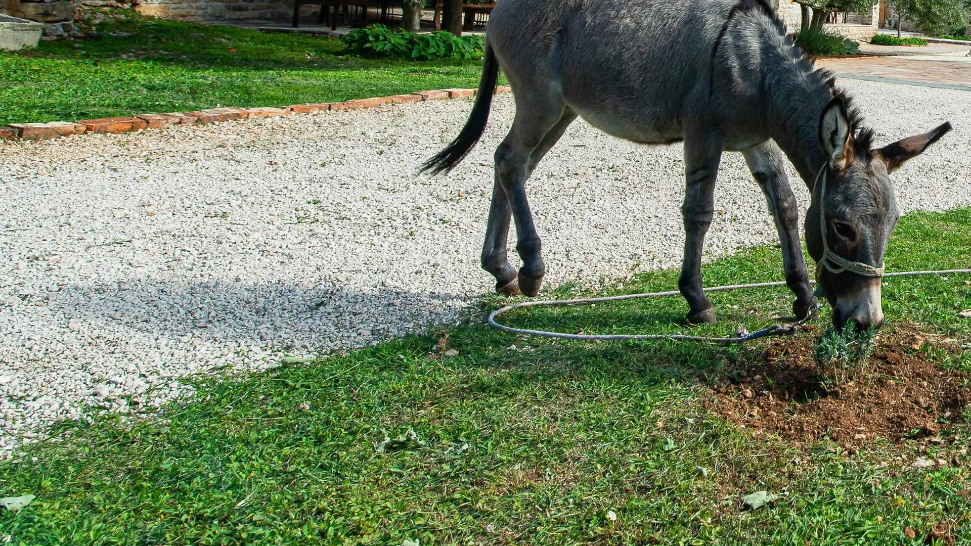 Dalmatian Country House Irena Bruska 0*,